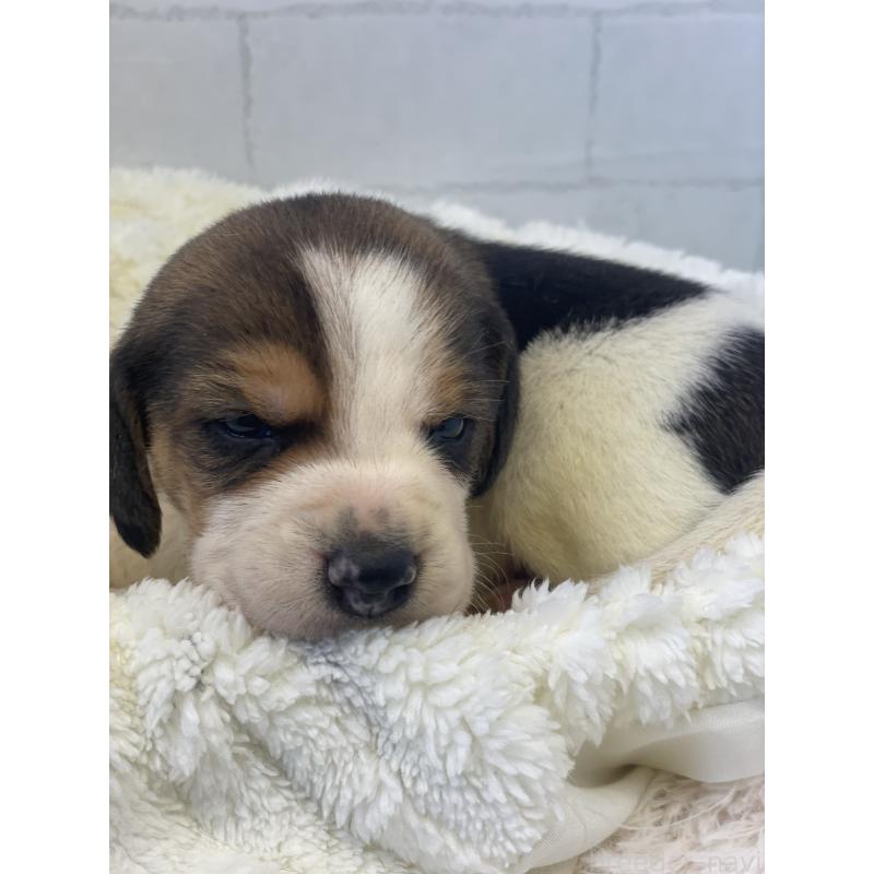 販売中の千葉県のビーグル-443970の2枚目