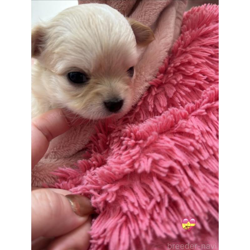 販売中の岐阜県のチワワ(ロングコート)-443967の4枚目