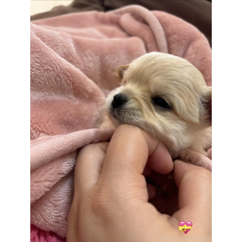 販売中の岐阜県のチワワ(ロングコート)-443967の3枚目