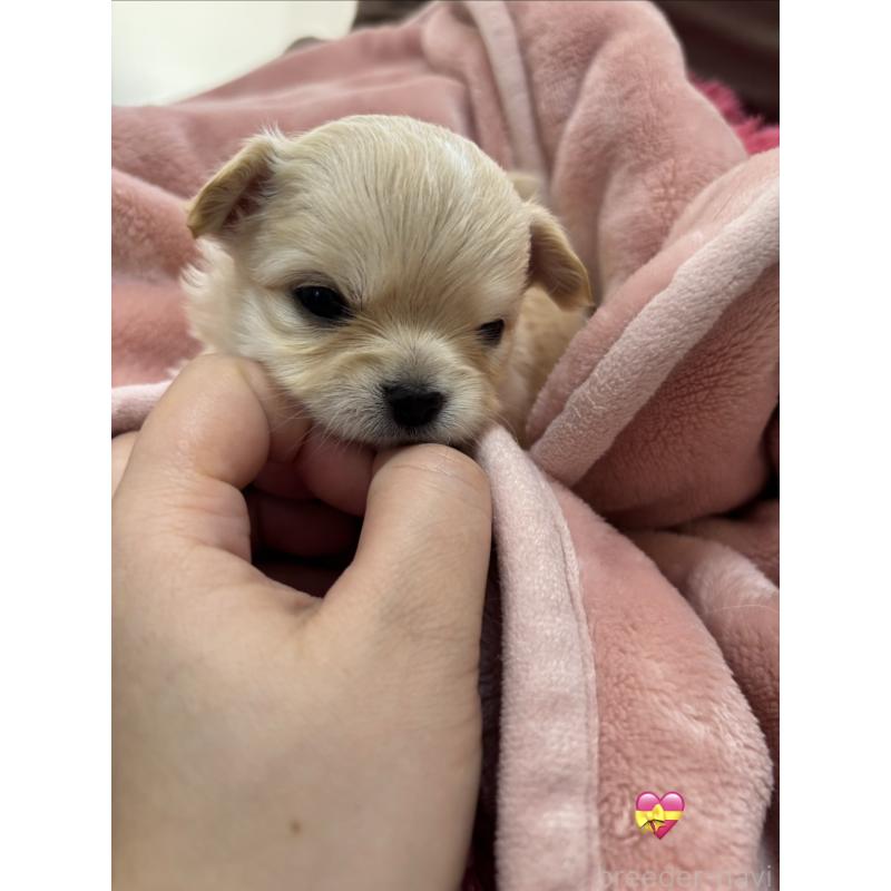 販売中の岐阜県のチワワ(ロングコート)-443967の2枚目