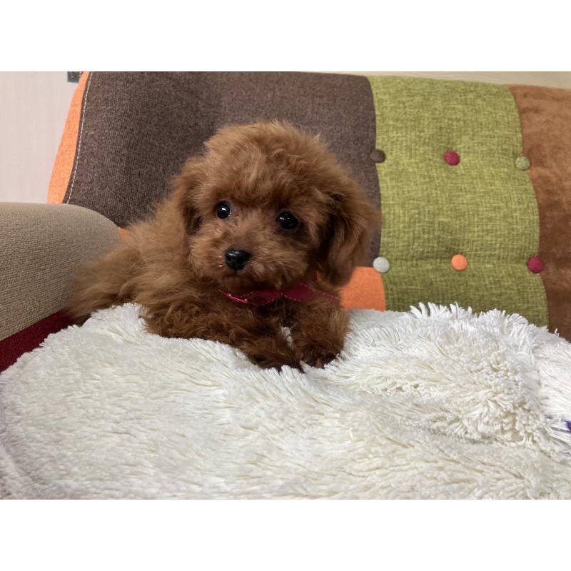 販売中の福岡県のティーカッププードル-443972の10枚目