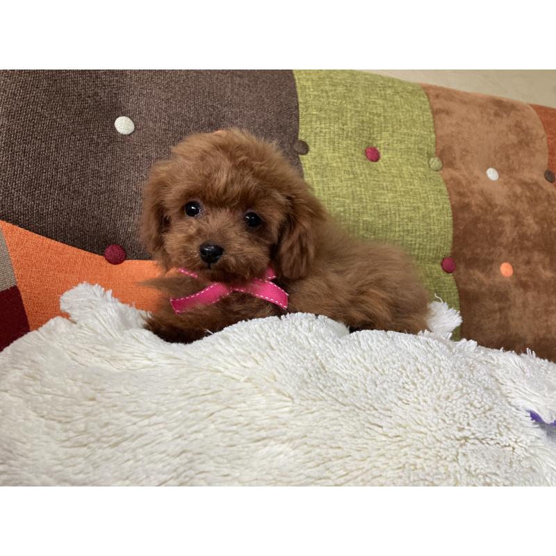 販売中の福岡県のティーカッププードル-443972の9枚目