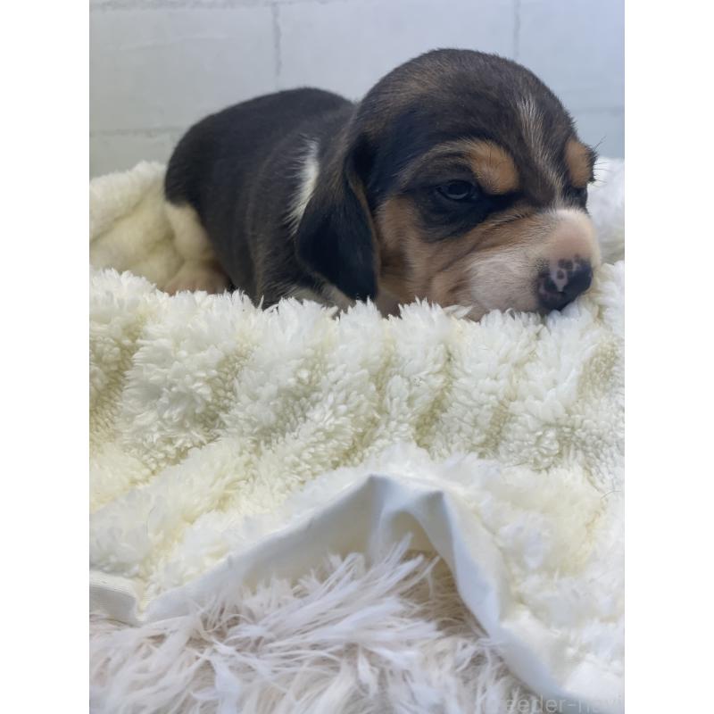 販売中の千葉県のビーグル-443971の4枚目