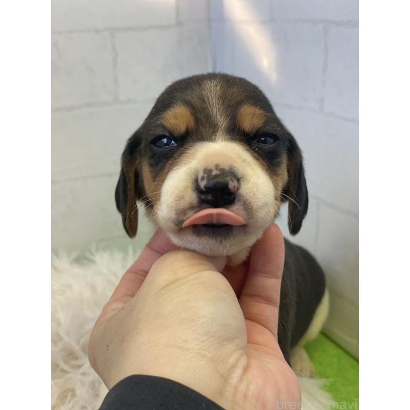 販売中の千葉県のビーグル-443971の3枚目