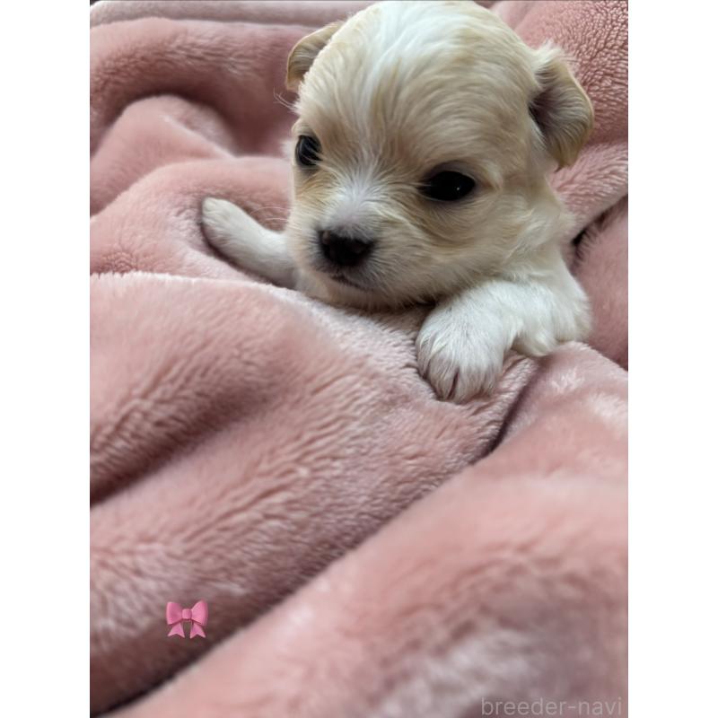 販売中の岐阜県のチワワ(ロングコート)-443968の5枚目