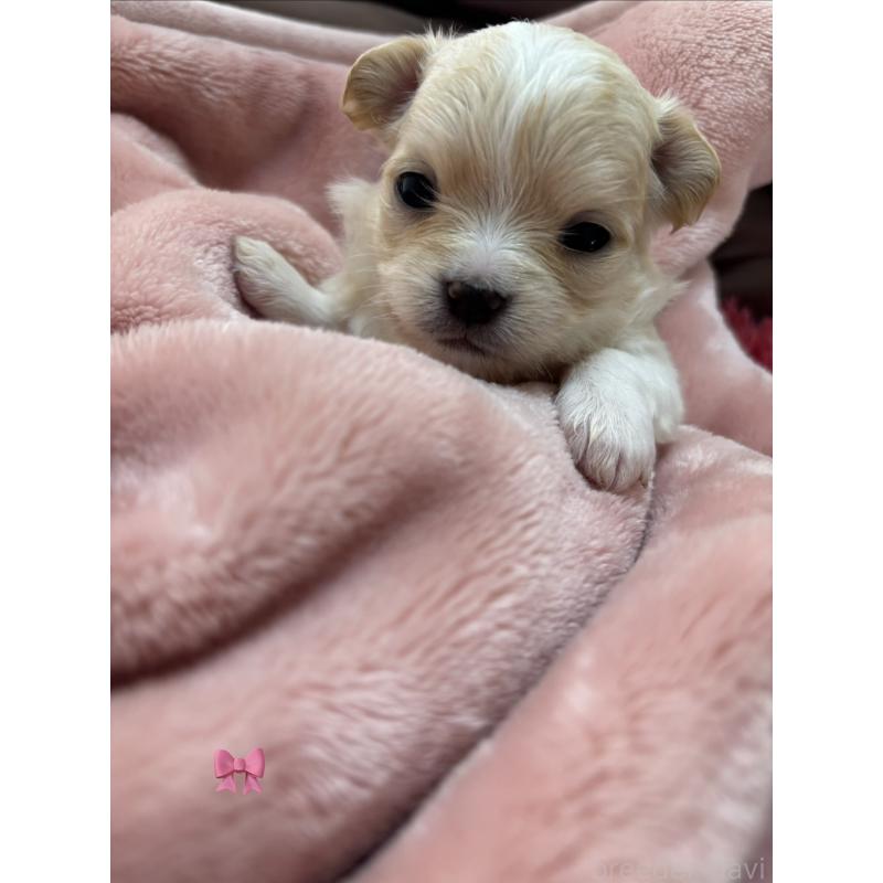 販売中の岐阜県のチワワ(ロングコート)-443968の3枚目