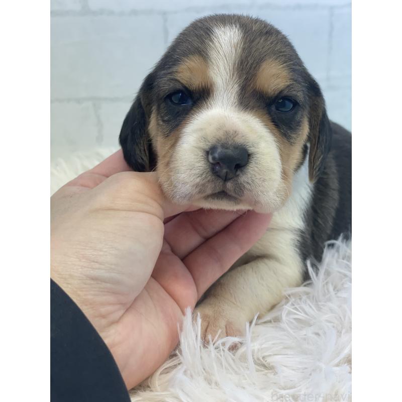 販売中の千葉県のビーグル-443973の4枚目