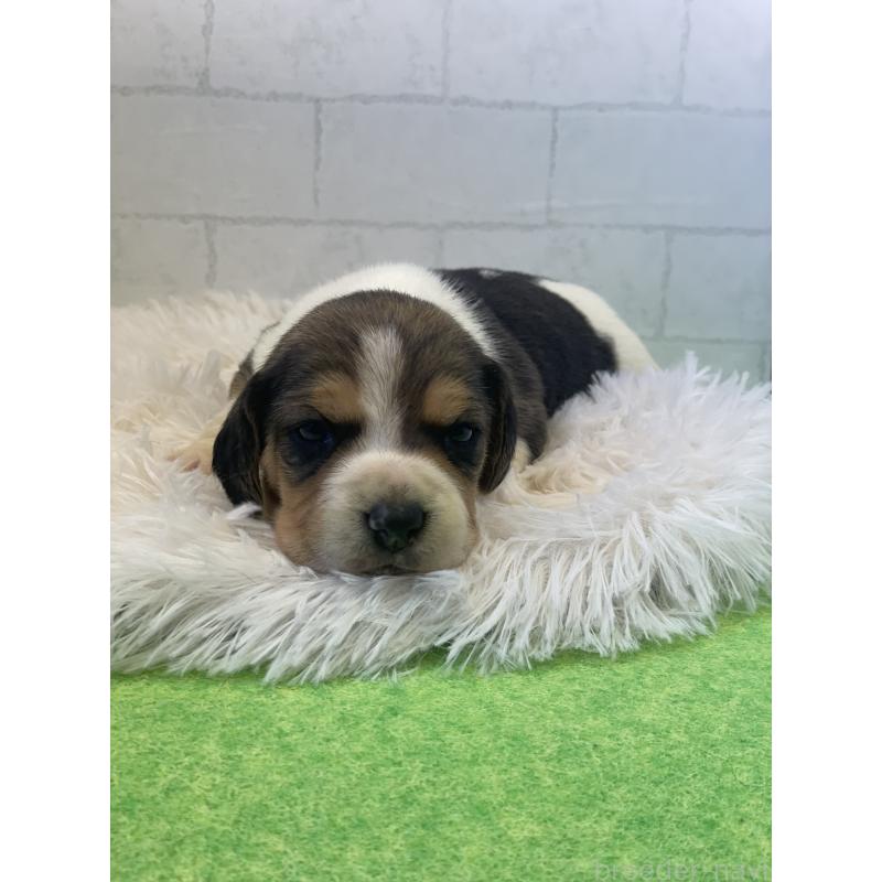 販売中の千葉県のビーグル-443973の3枚目