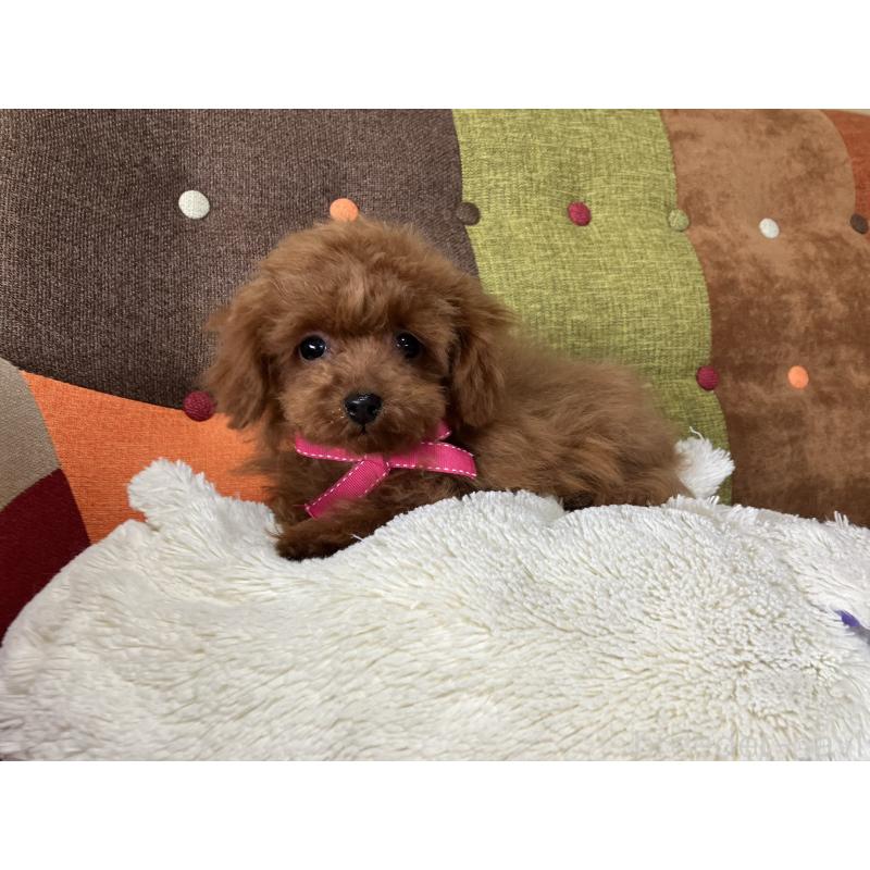 販売中の福岡県のティーカッププードル-443972の6枚目