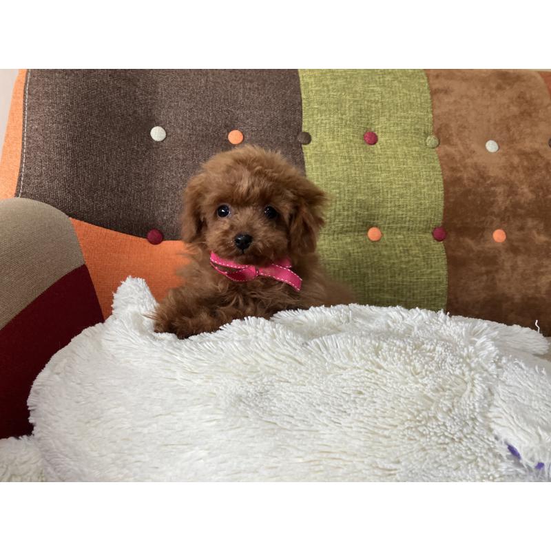 販売中の福岡県のティーカッププードル-443972の5枚目