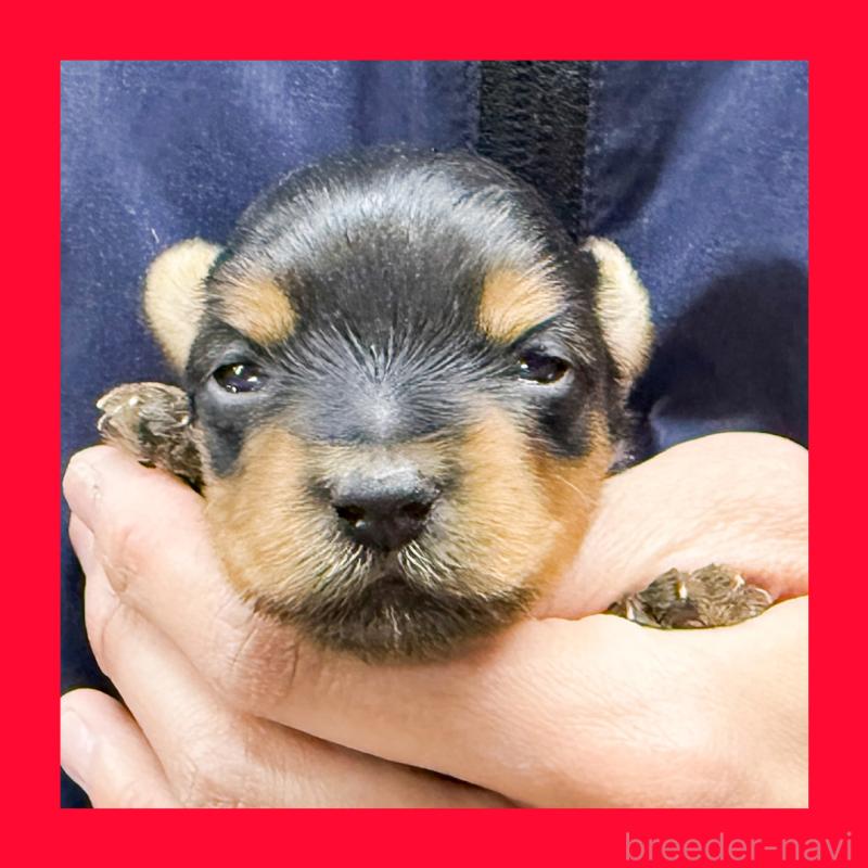 販売中の愛知県のヨークシャーテリア-443977の1枚目