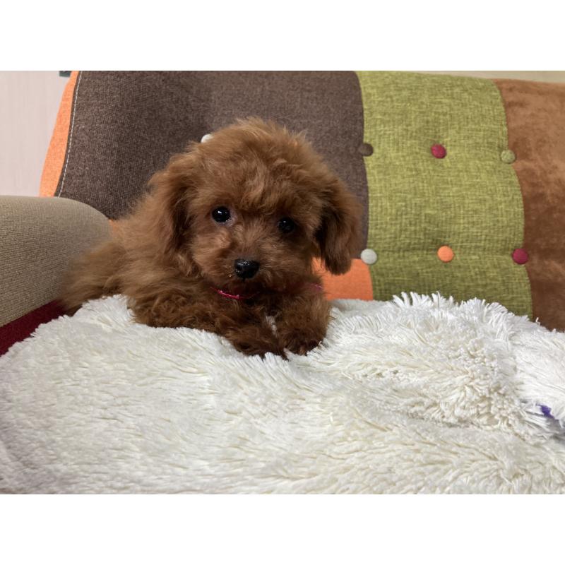 販売中の福岡県のティーカッププードル-443972の3枚目