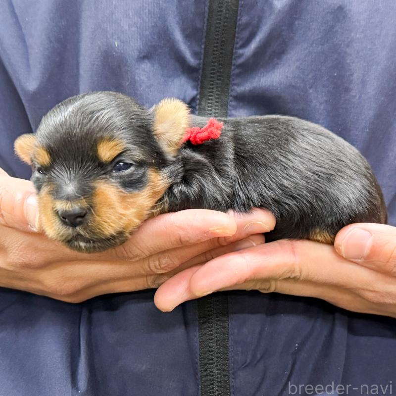 販売中の愛知県のヨークシャーテリア-443977の3枚目