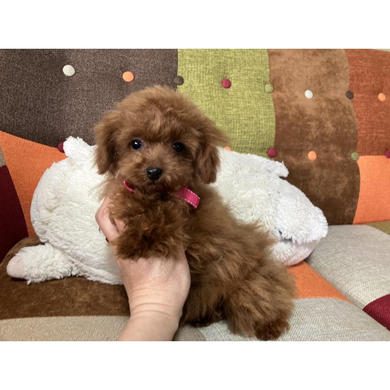 販売中の福岡県のティーカッププードル-443972の2枚目