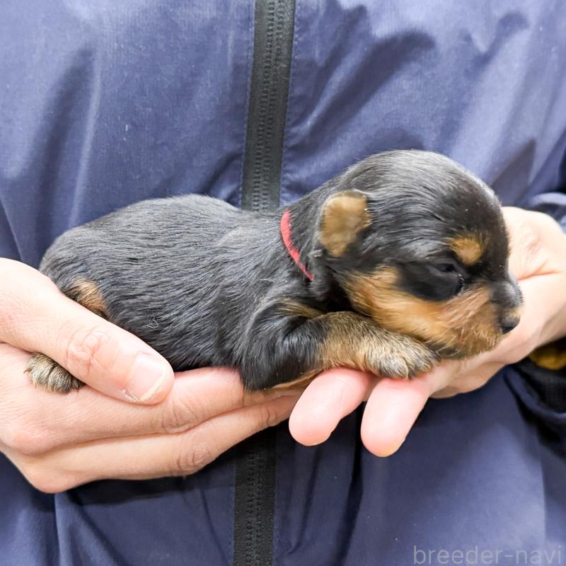 販売中の愛知県のヨークシャーテリア-443977の2枚目