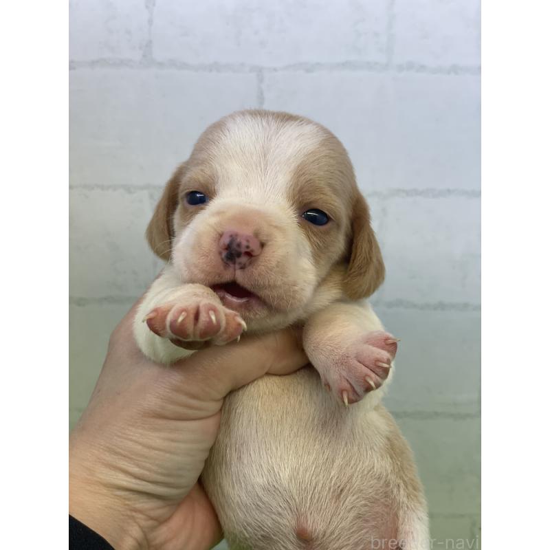 販売中の千葉県のビーグル-443974の3枚目