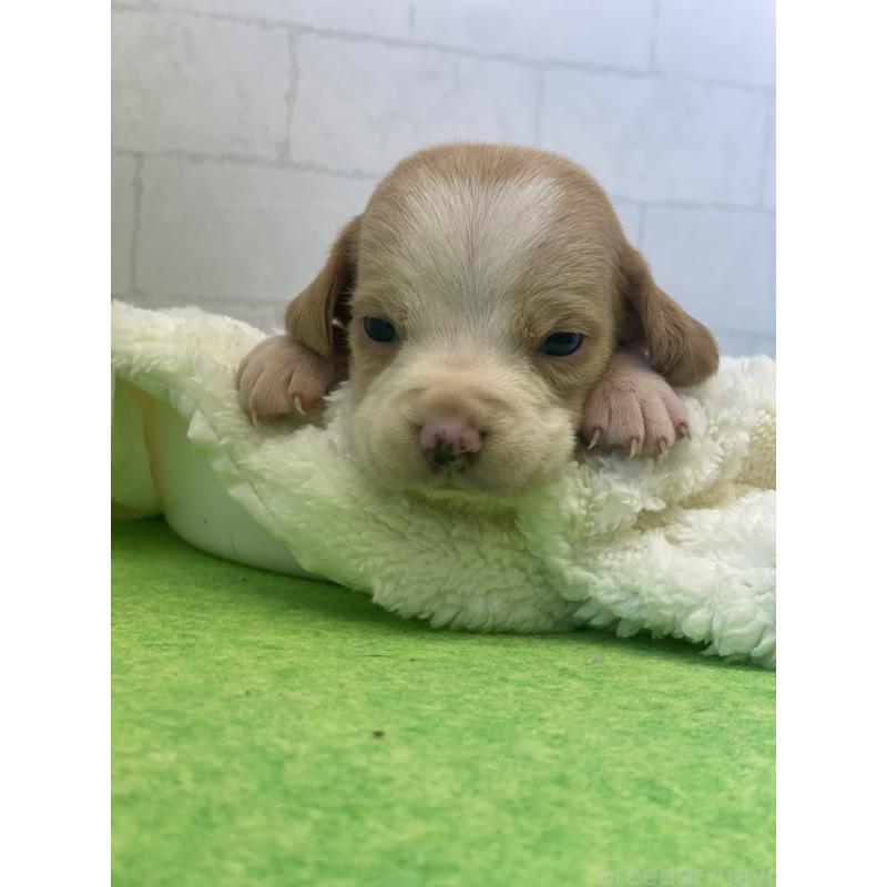 販売中の千葉県のビーグル-443974の2枚目