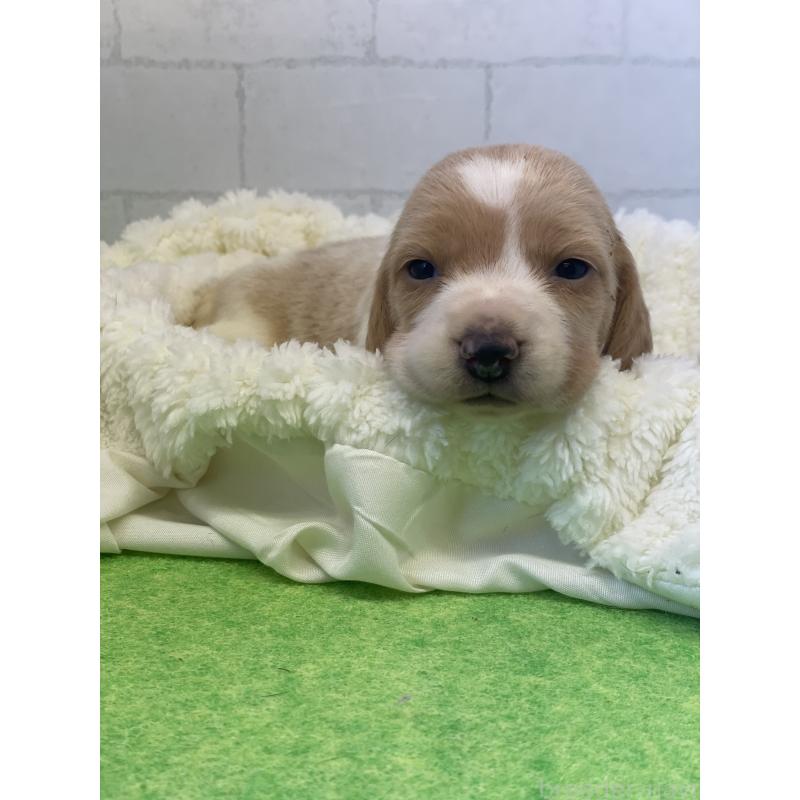 販売中の千葉県のビーグル-443975の3枚目