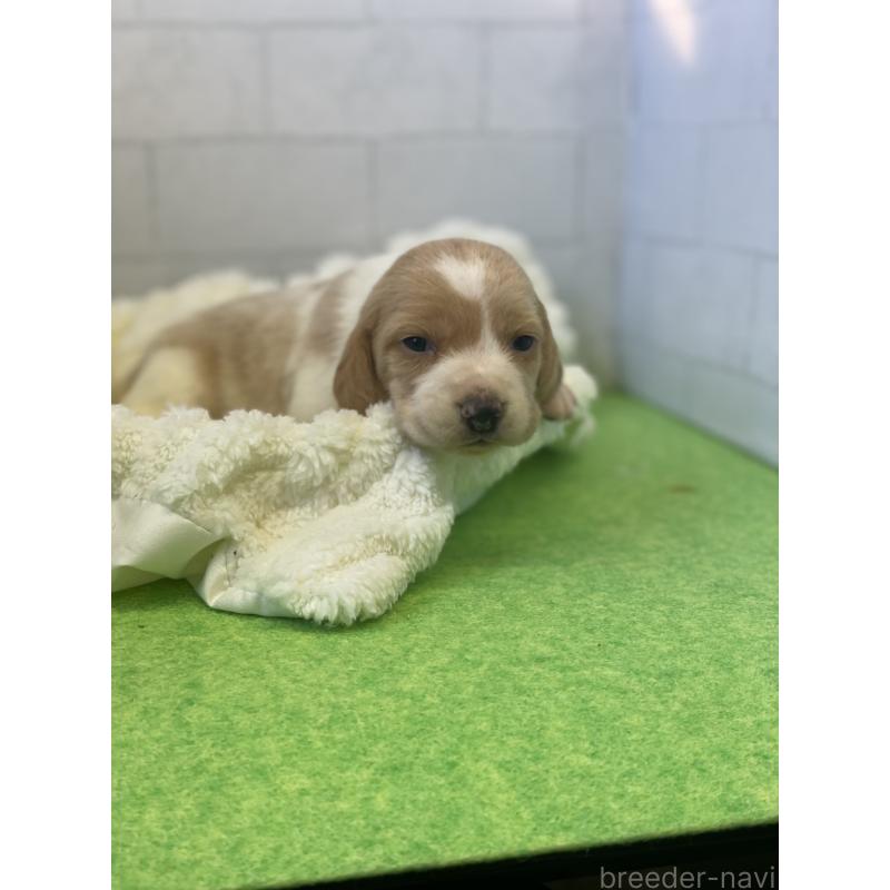 販売中の千葉県のビーグル-443975の2枚目