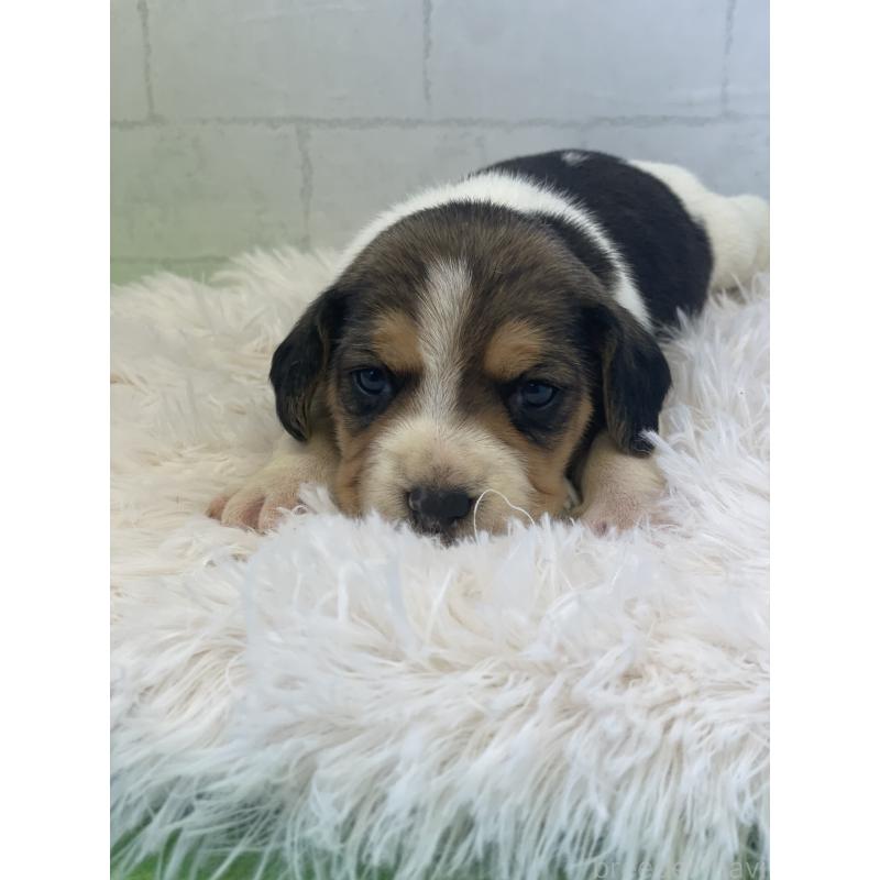 販売中の千葉県のビーグル-443973の2枚目