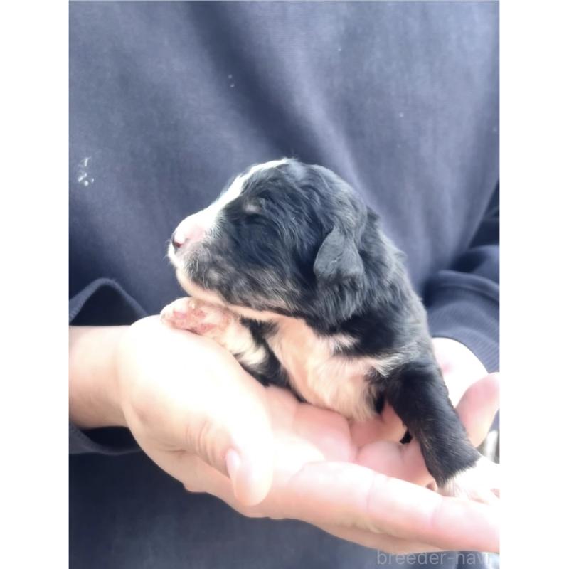 販売中の滋賀県のバーニードゥードル:バーニーズ×スタンダードプードル-443981の4枚目