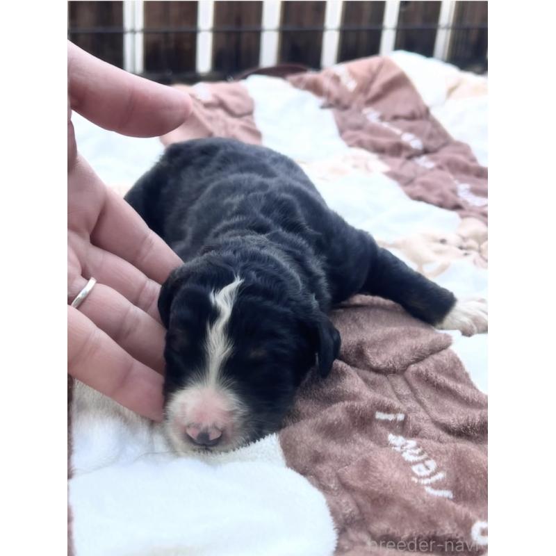 販売中の滋賀県のバーニードゥードル:バーニーズ×スタンダードプードル-443981の3枚目