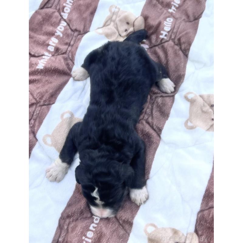 販売中の滋賀県のバーニードゥードル:バーニーズ×スタンダードプードル-443981の2枚目