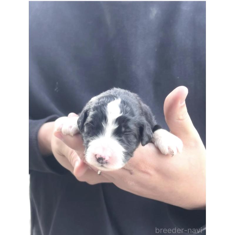 販売中の滋賀県のバーニードゥードル:バーニーズ×スタンダードプードル-443982の4枚目