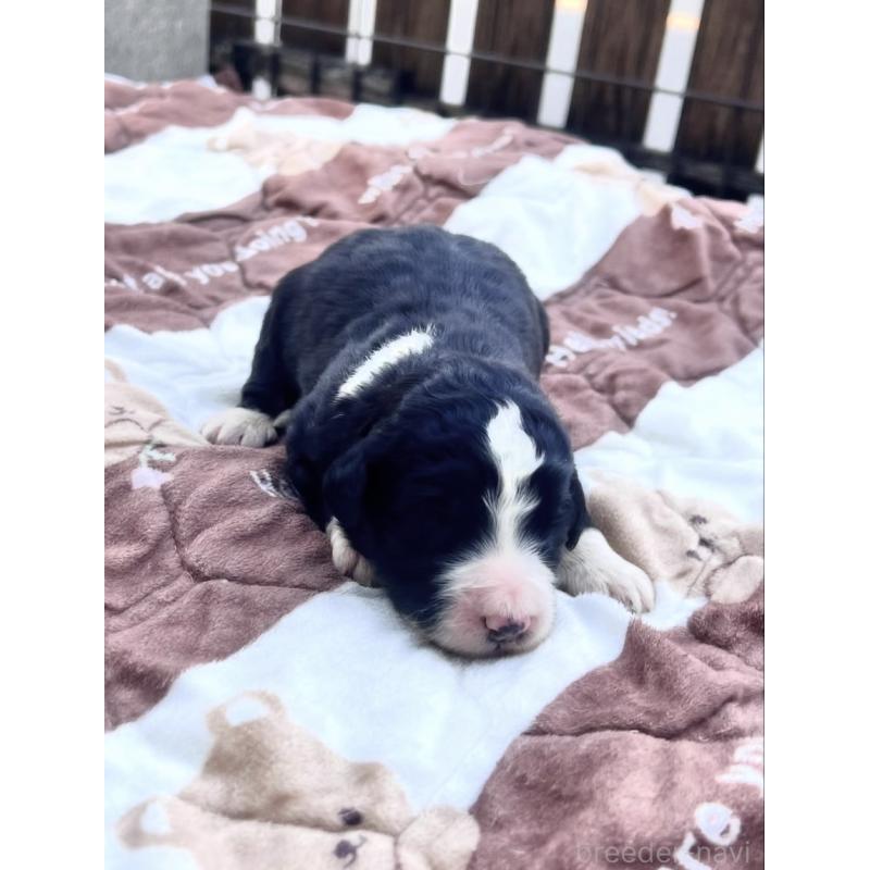 販売中の滋賀県のバーニードゥードル:バーニーズ×スタンダードプードル-443982の3枚目