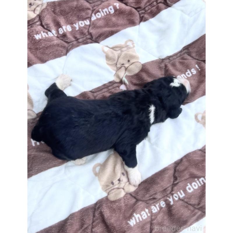 販売中の滋賀県のバーニードゥードル:バーニーズ×スタンダードプードル-443982の2枚目