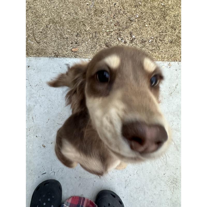 販売中の愛媛県のミニチュアダックスフンド(ロングヘアード)-435071の2枚目