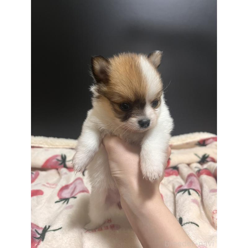 販売中の愛知県のポメチワ:ポメラニアン×チワワ-443985の2枚目