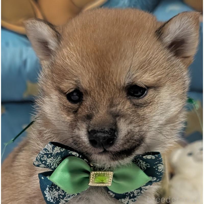 販売中の岡山県の豆柴-441136の5枚目