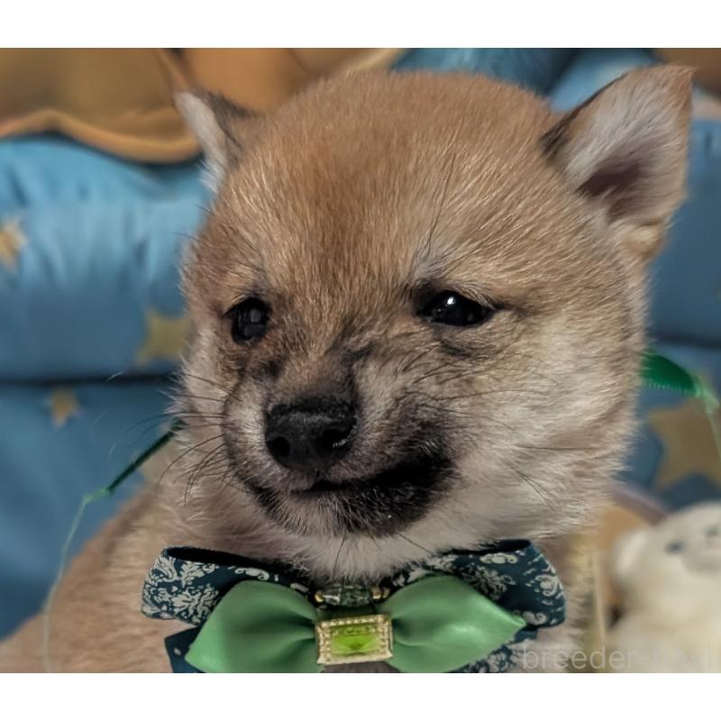 販売中の岡山県の豆柴-441136の4枚目