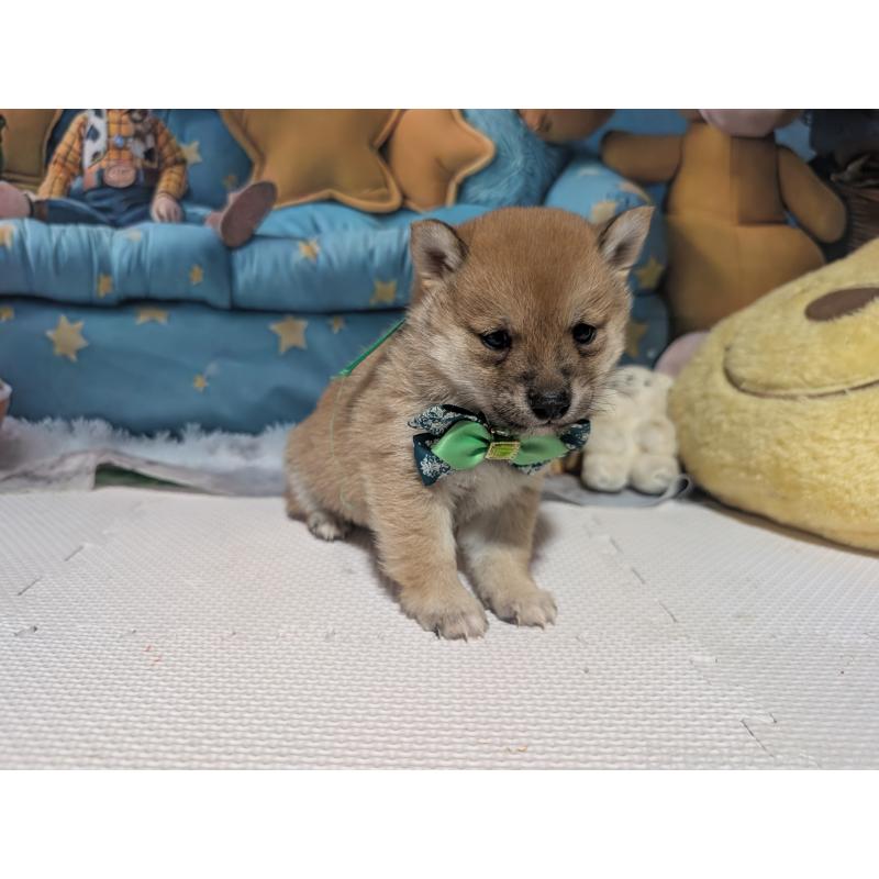 販売中の岡山県の豆柴-441136の3枚目