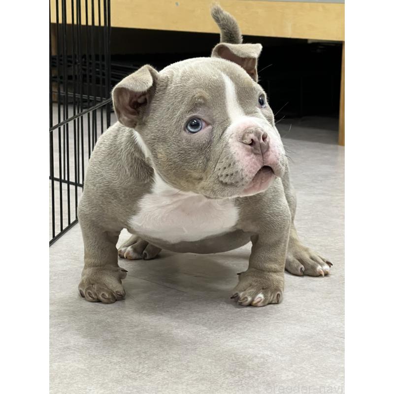 販売中の大阪府のエキゾチックブリー-435037