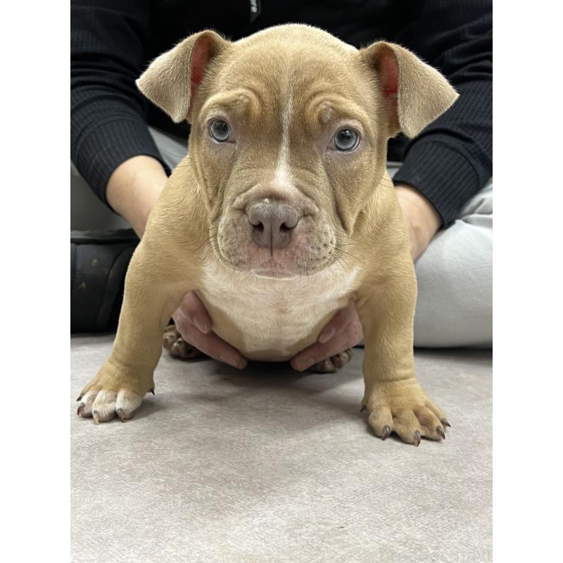 販売中の大阪府のエキゾチックブリー-435036