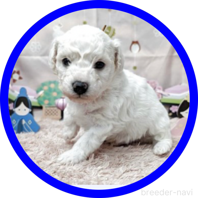 販売中の岐阜県のビションフリーゼ-440874