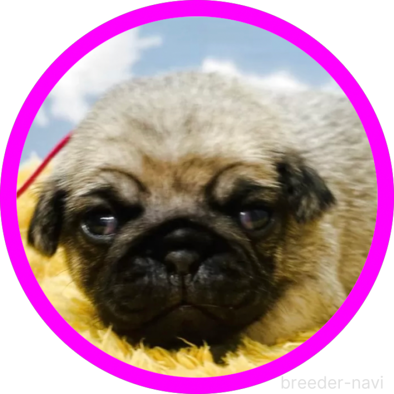 販売中の岐阜県のパグ-437781