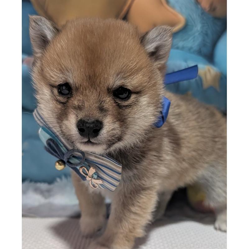 販売中の岡山県の豆柴-443986の7枚目