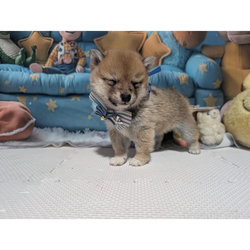 販売中の岡山県の豆柴-443986の5枚目