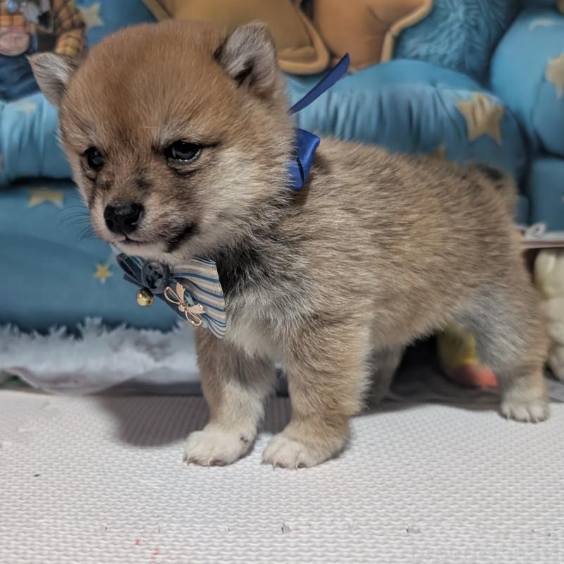 販売中の岡山県の豆柴-443986の4枚目