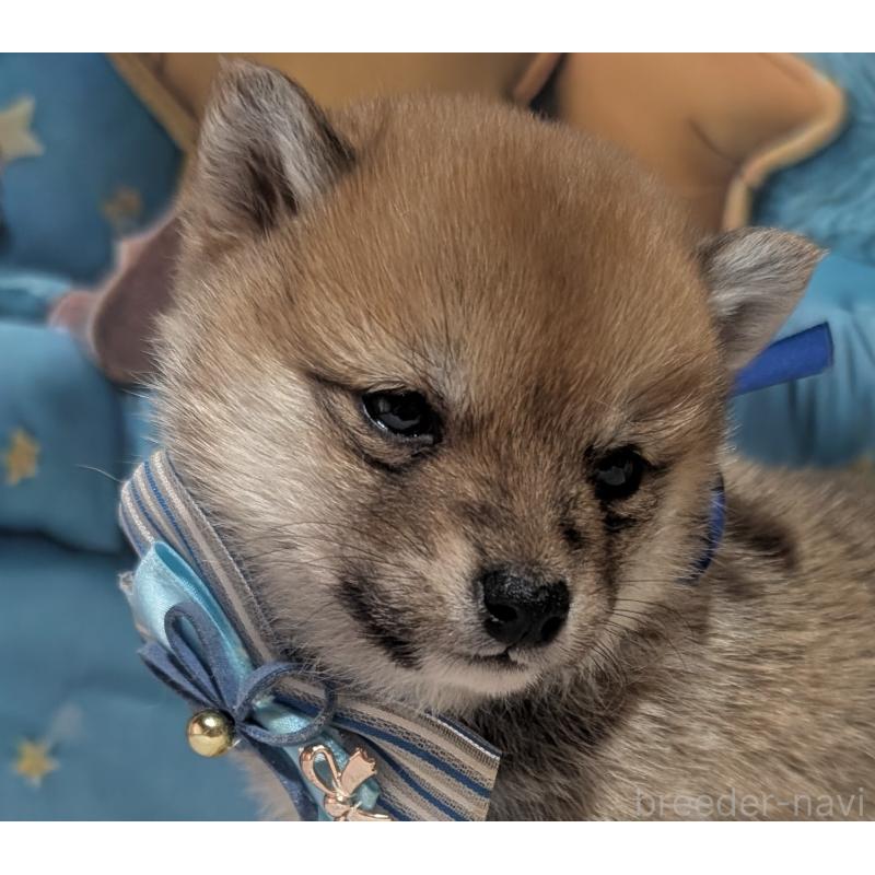 販売中の岡山県の豆柴-443986の3枚目