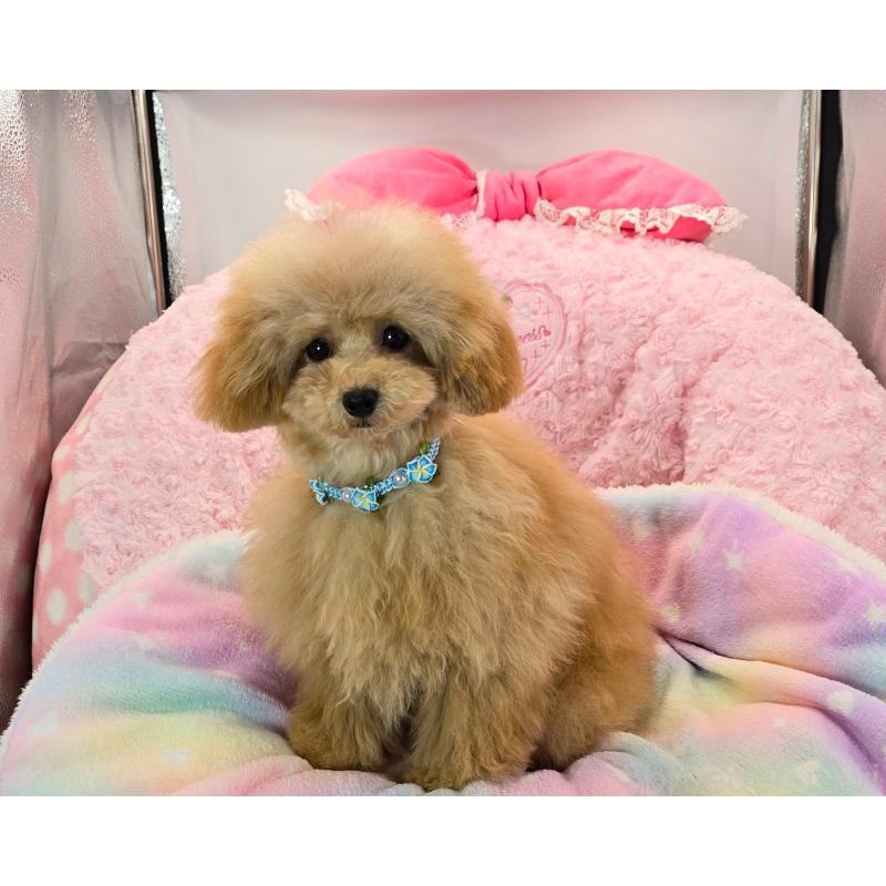 販売中の沖縄県のティーカッププードル-425379の3枚目