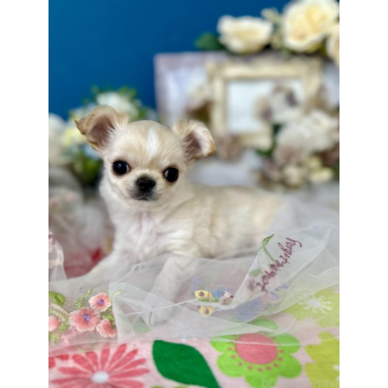 販売中の神奈川県のチワワ(ロングコート)-443987の8枚目