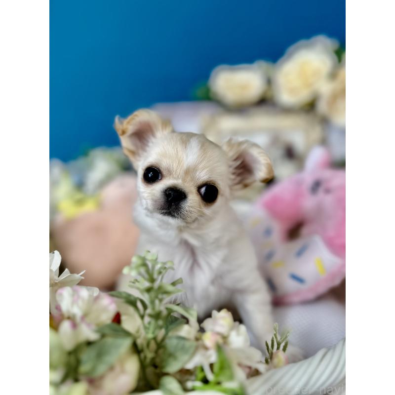 販売中の神奈川県のチワワ(ロングコート)-443987の7枚目