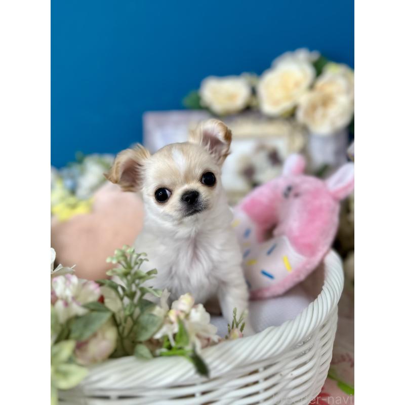 販売中の神奈川県のチワワ(ロングコート)-443987の6枚目