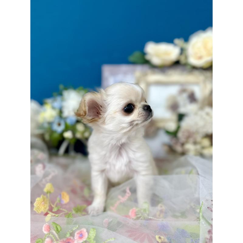 販売中の神奈川県のチワワ(ロングコート)-443987の5枚目