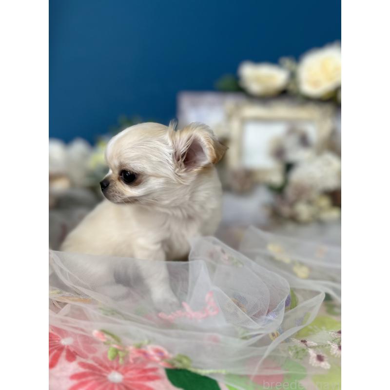 販売中の神奈川県のチワワ(ロングコート)-443987の4枚目