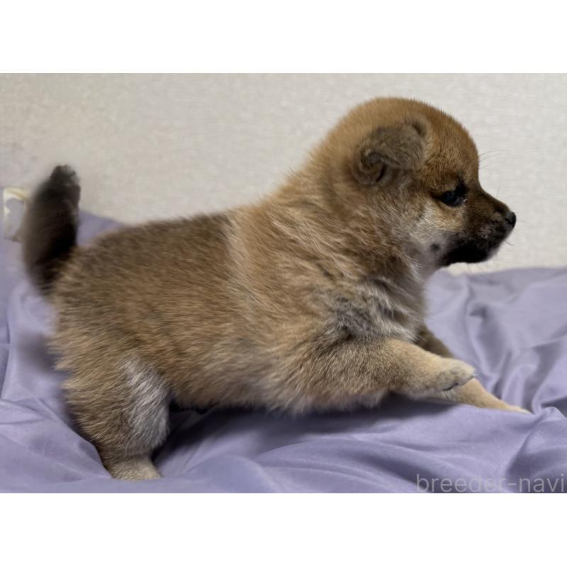 販売中の静岡県の豆柴-443685の4枚目